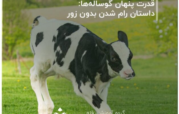 قدرت پنهان گوساله‌ها داستان رام شدن بدون زور