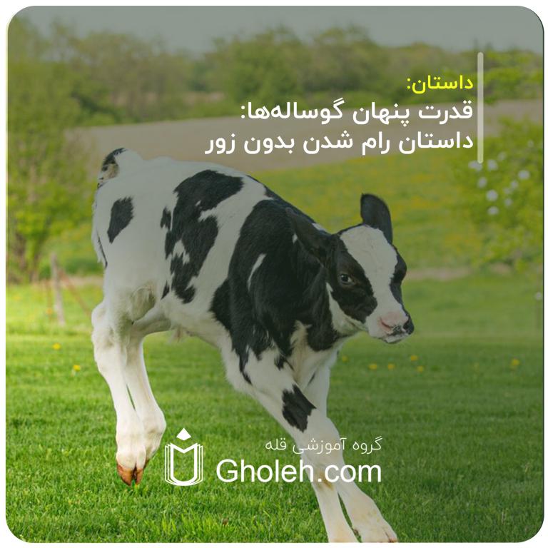 قدرت پنهان گوساله‌ها داستان رام شدن بدون زور